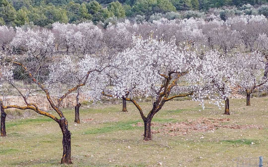 Almendros floreciendo en Beceite la primera semana de febrero. / Javier de Luna