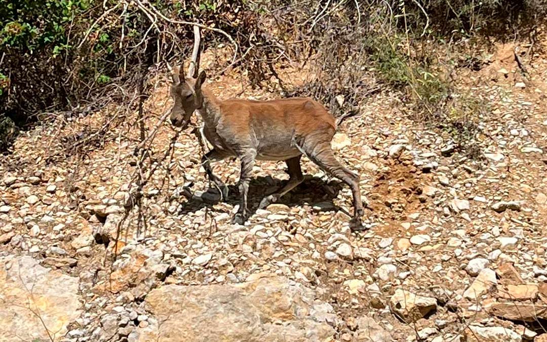 Cabra afectada por el ácaro en Mirambel. /Cristina Dalmau