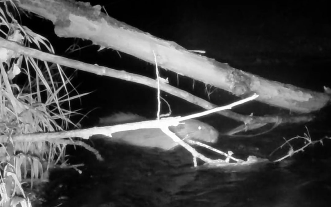 Imagen de la cámara nocturna que ha detectado al castor./ Albalate Turístico