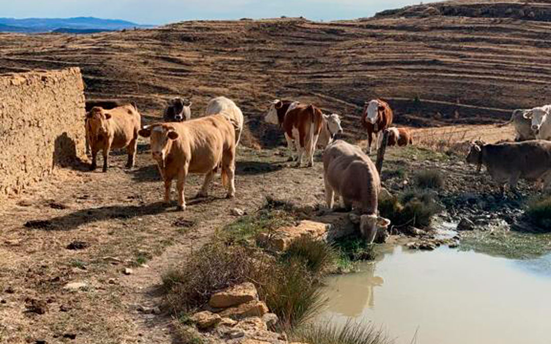Masías y explotaciones ganaderas de Cantavieja ya les están teniendo que abastecer de agua. /L.C.