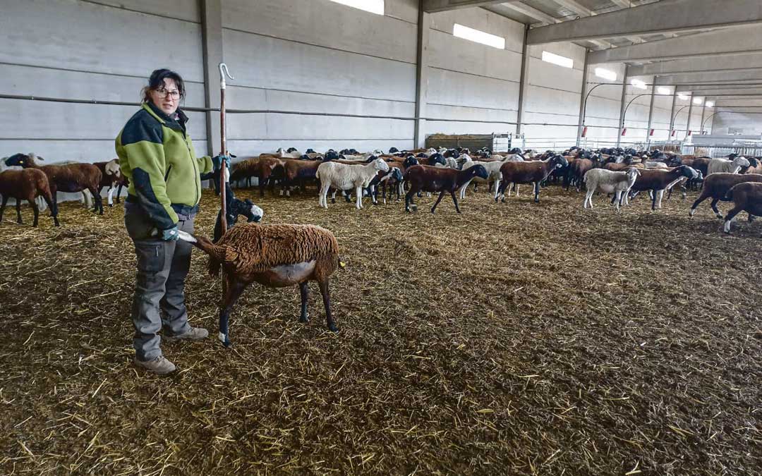 Marta Sancho en ganadera de olivo y agricultora en Alloza / L.C
