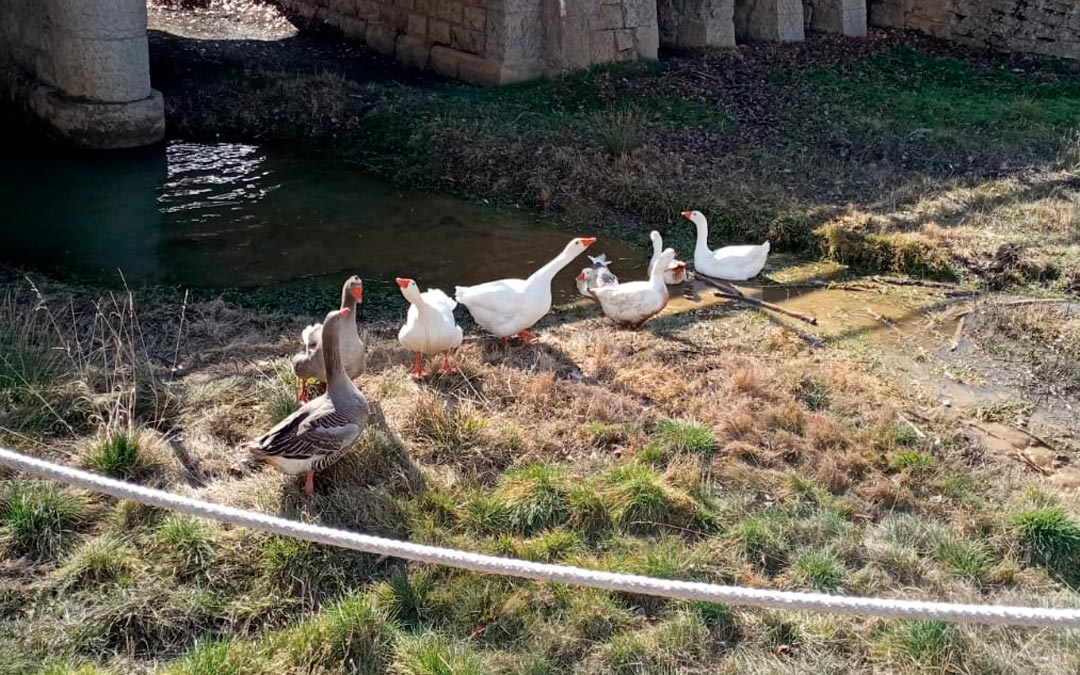 Las nuevas incorporaciones han hecho buenas migas con las veteranas, y los ocho animales ya disfrutan del clima y el alimento. /Ayto. Villarroya