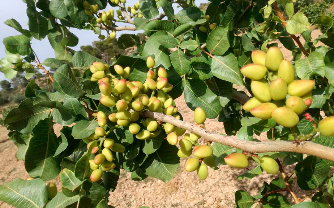 Imagen de un pistachero en floración. / La COMARCA