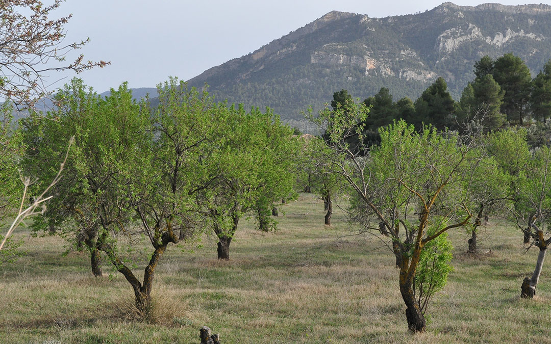 Almendros ya con hoja y fruto en Valderrobres y cielo con calima./ J.L.