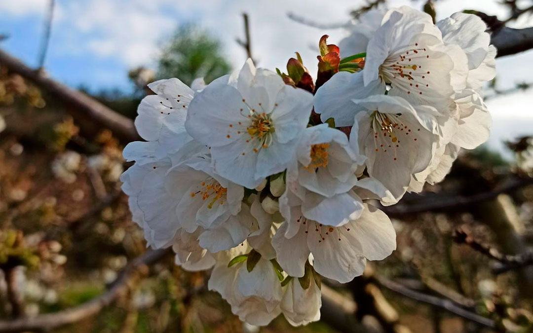 Flores de los árboles ya florecidos en Fayón./ Ayto. Fayón