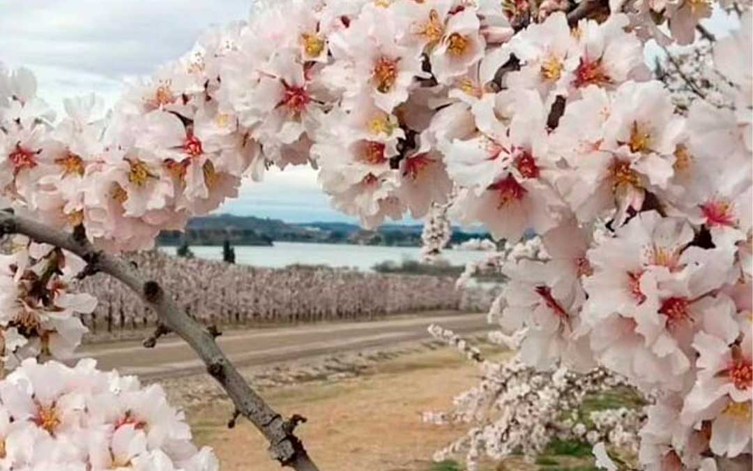 Durante Caspe en Flor se recorrerá un entorno natural de gran belleza en la zona de Fonte./ Anabel Clavero