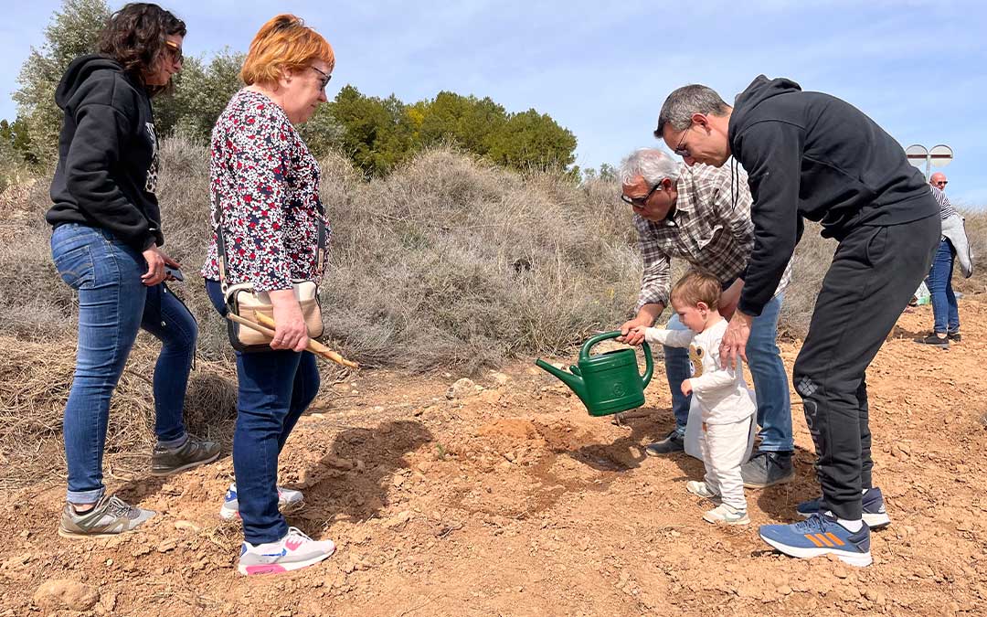 Plantada de pinos en Pueyos. / E.P.