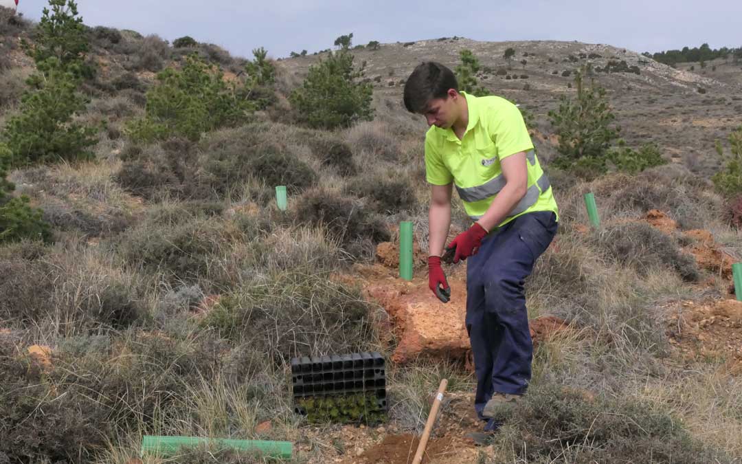 Uno de los operarios coloca los arboles en el terreno de Ejulve./ M.M.R.