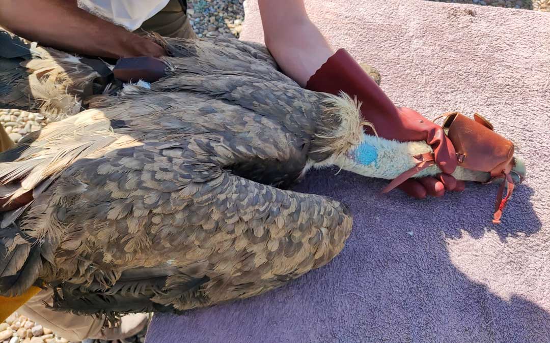 Momento del marcaje del buitre que partió desde Tauste (Aragón) para entender sus necesidades. /Athmos