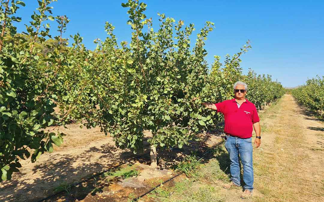 Antonio Poblador junto árbol de pistacho./ El Vivero de Abel