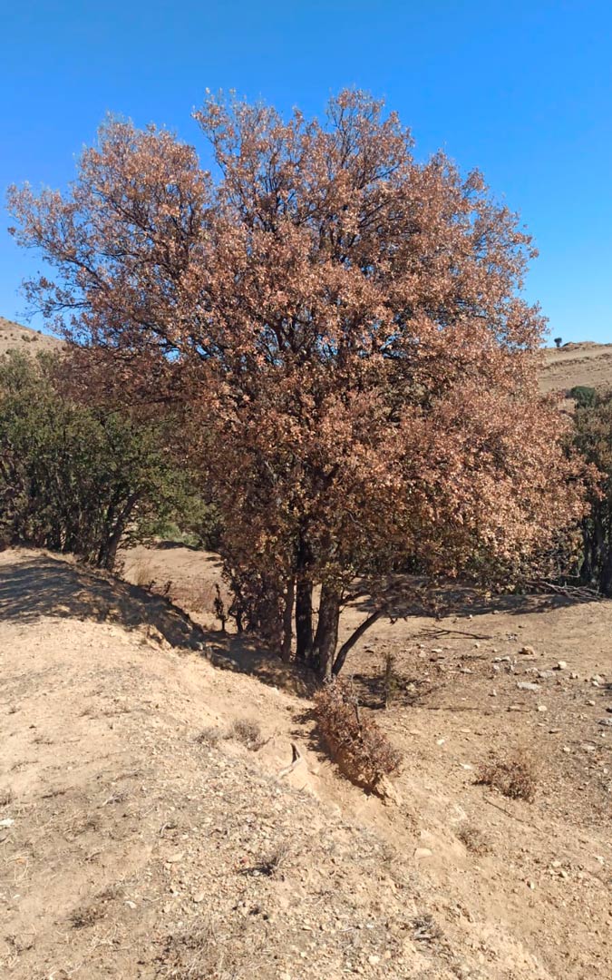 Al igual que los pinos, las carrascas se están secando. /LA COMARCA