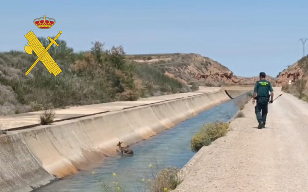 Los efectivos del SEPRONA del puesto de Alcañiz rescataron un corzo en el canal Calanda-Alcañiz este martes./ Guardia Civil de Teruel