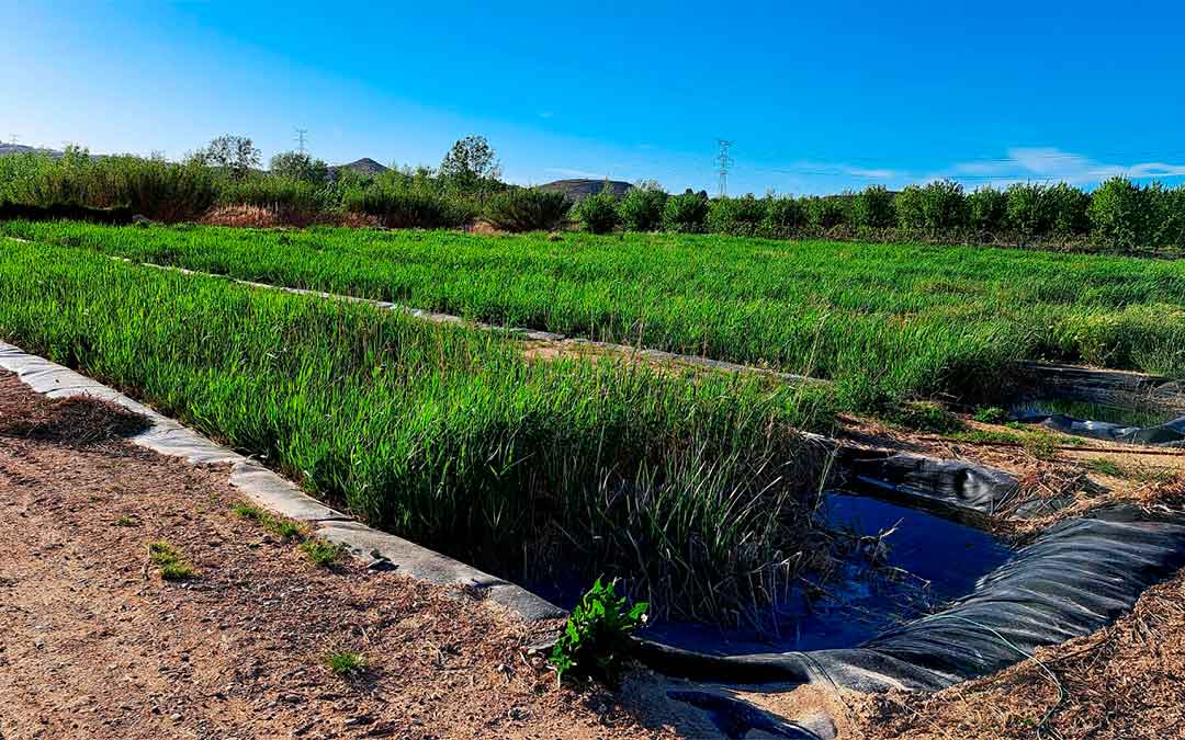 La depuradora ecológica de Fabara funciona sin químicos y a través de unos canales de aneas (planta) que depuran el agua./ Juan Jesús Villalba
