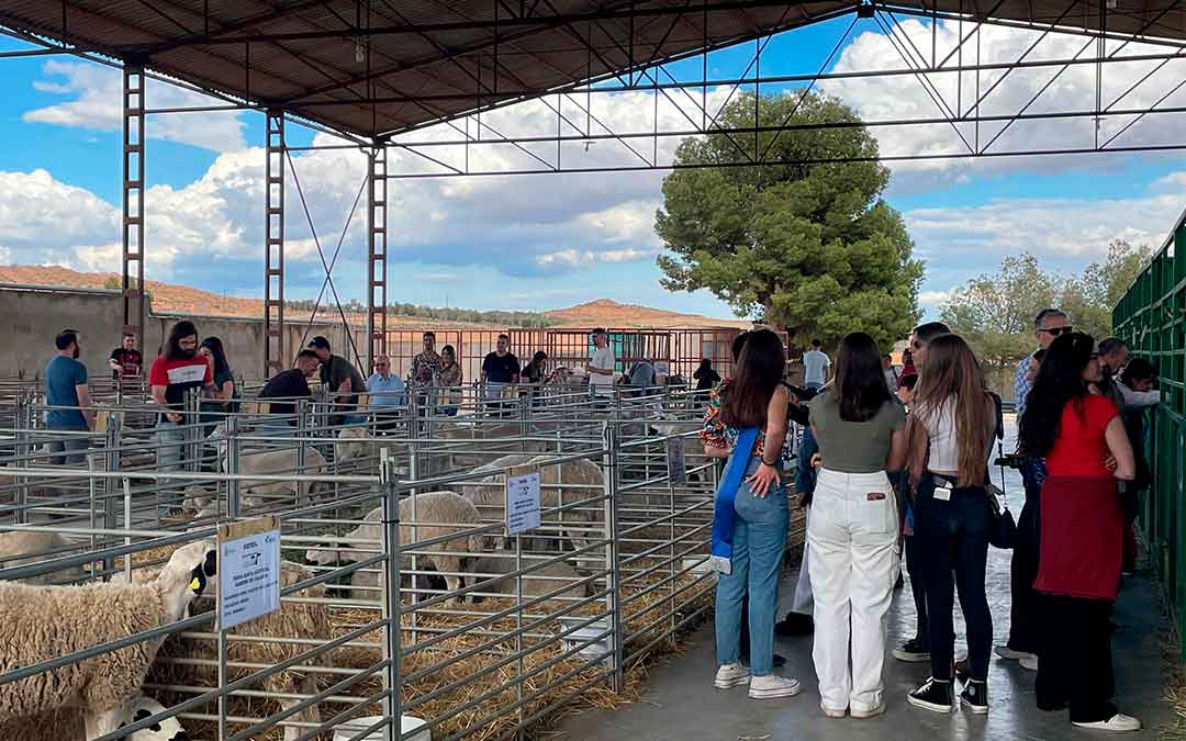 Se han expuesto distintas razas de ovino, vacuno, bovino y equino./ S.F.
