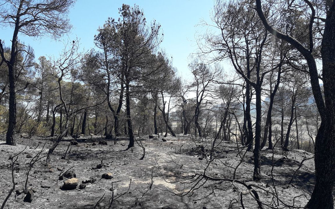 El fuego calcinó masa forestal, campos de cultivo y afectó a numerosas fincas./ INFOAR