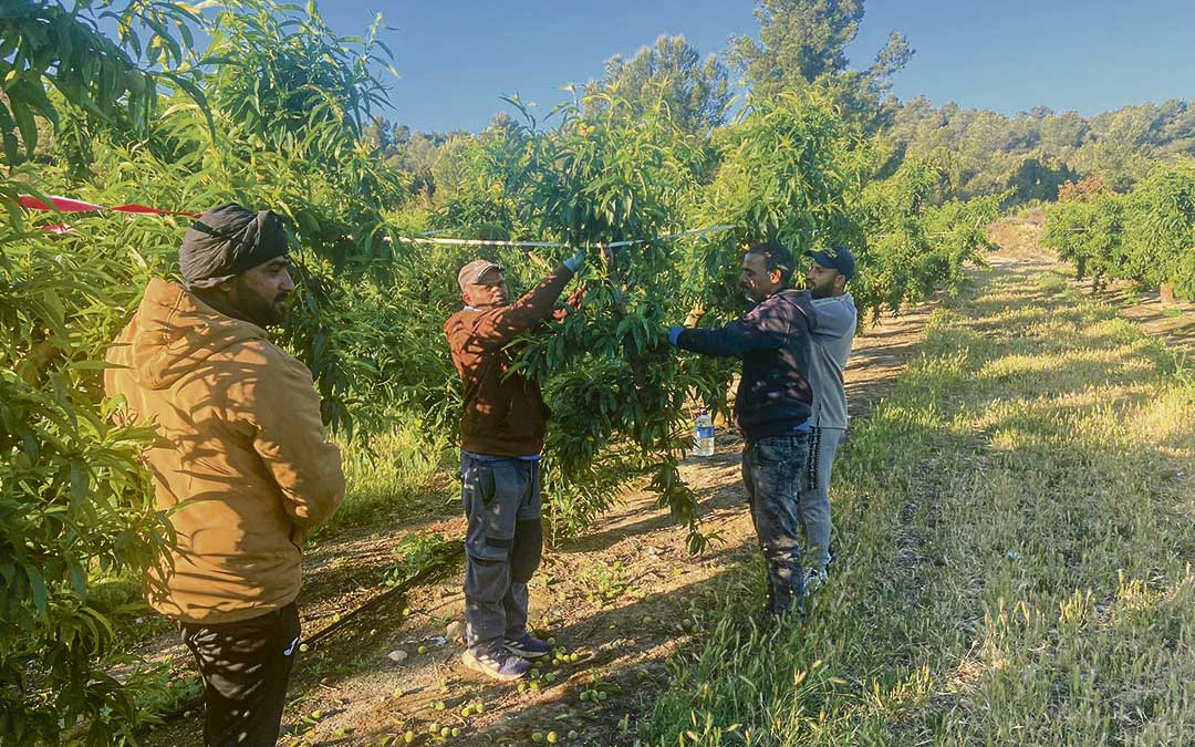 Grupo de trabajadores temporales en un campo de cerezas de Nonaspe en 2025 / Alba Zurita