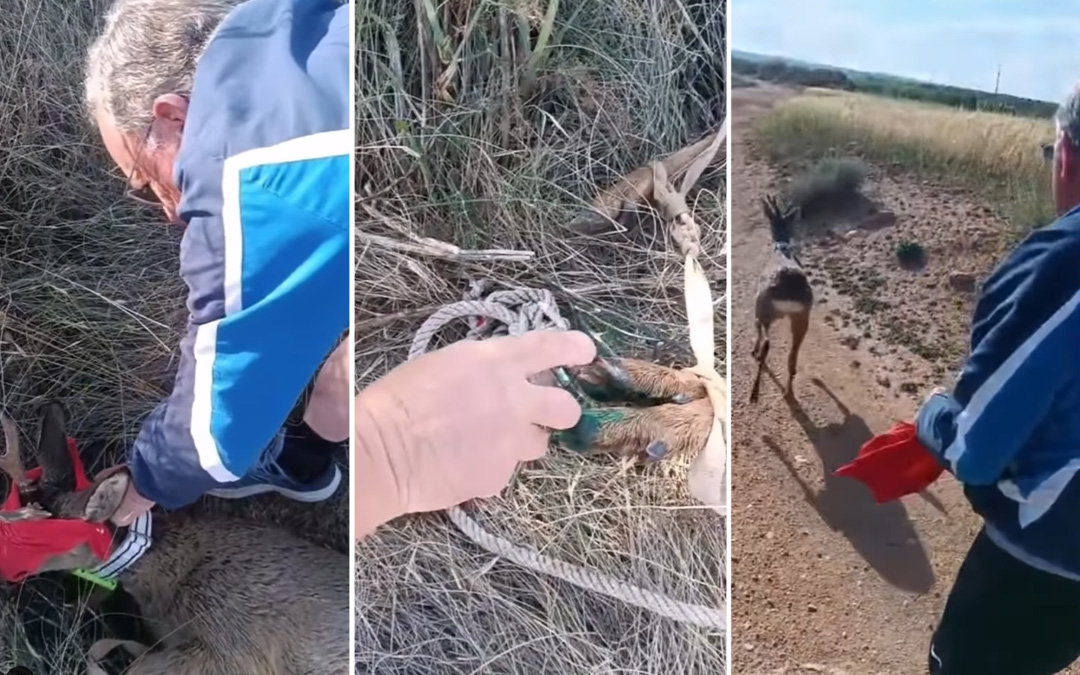 Secuencia del rescate. Andrés Albacar vendó los ojos del corzo para que no se asustase, le colocó el collar con GPS, le curó las heridas y lo soltó./ La COMARCA