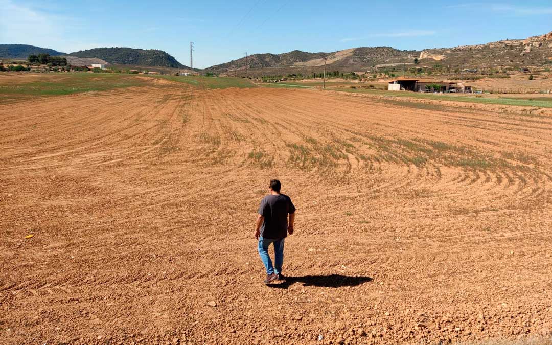 Imagen de una parcela de cereal en Andorra completamente arrasada por la falta de agua./ UAGA