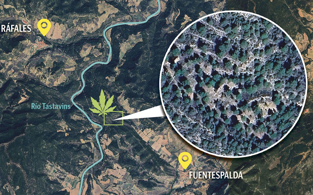La plantación estaba situada en un lugar de difícil acceso en el término de Fuentespalda./ L.C.