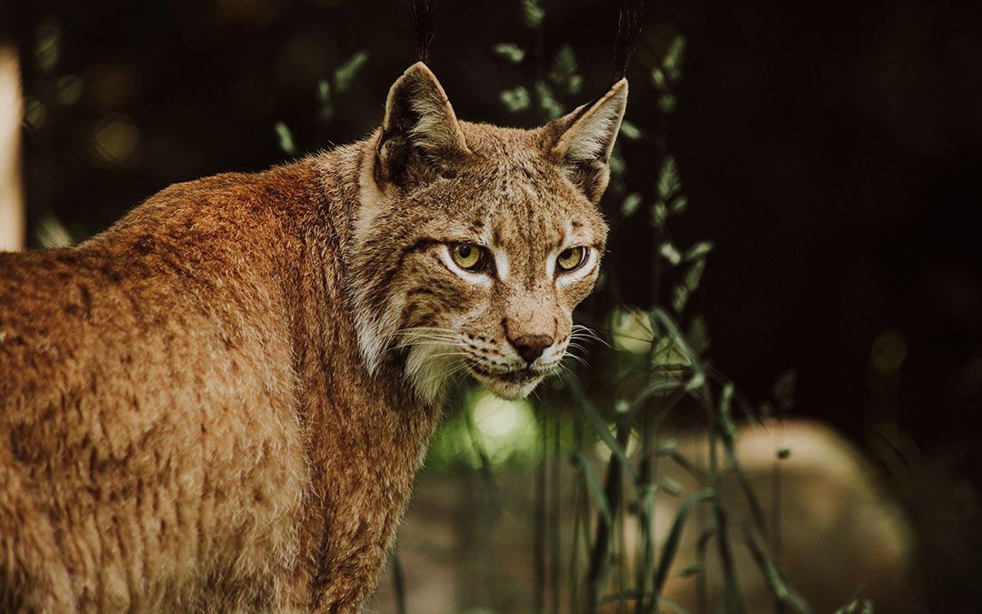 Ser también auxiliar de Veterinaria de animales salvajes le permitió estar muy cerca de la fauna como los linces de La Cuniacha, una «experiencia espectacular» que también fotografió. / Leticia Piazuelo