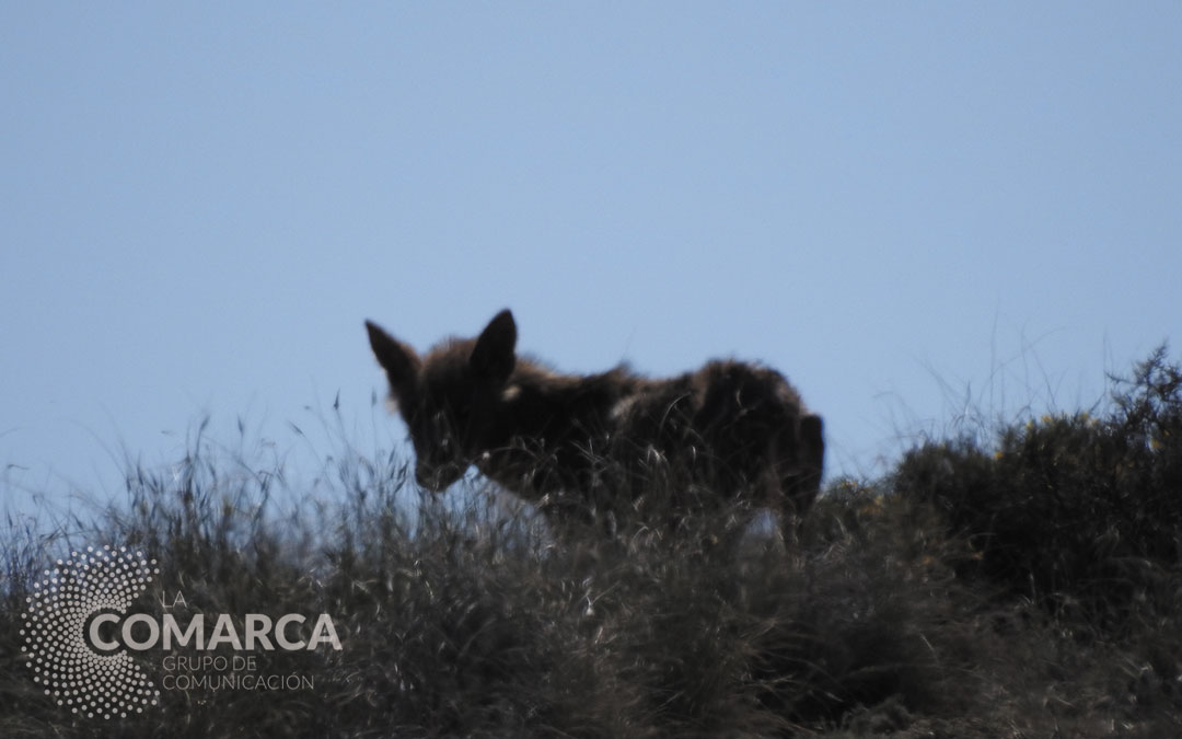 La loba fotografiada en la zona de Puigmoreno donde fue vista por última vez./ APN