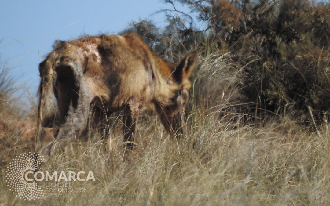 La loba, escuálida y sin apenas pelo, en una imagen tomada por un APN el pasado 13 de abril./ APN/DGA