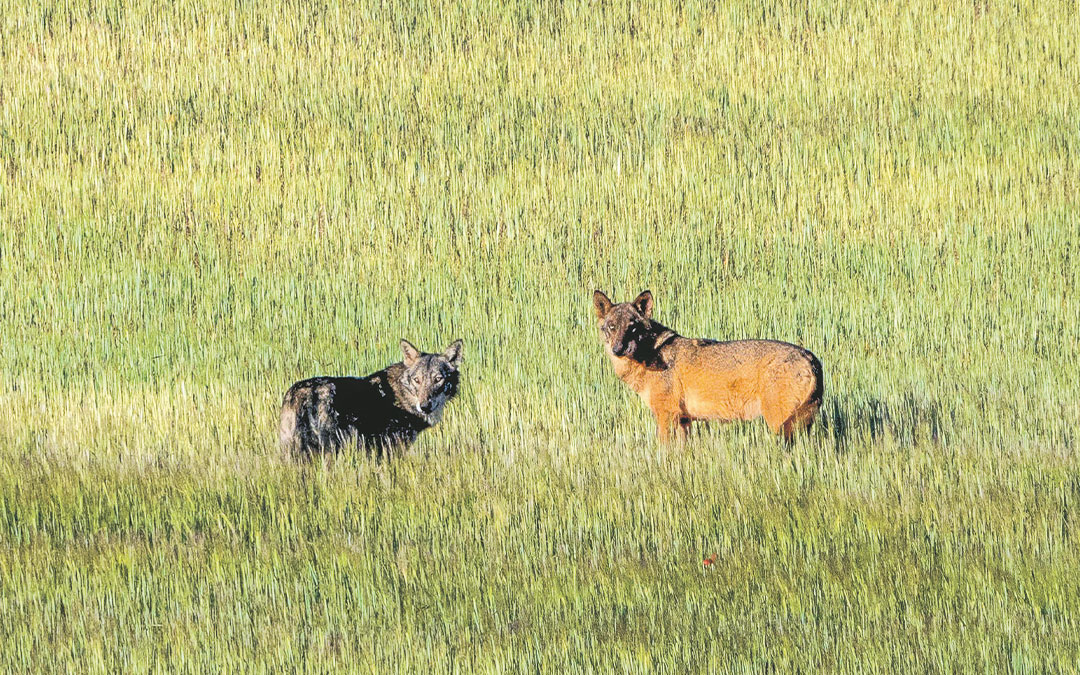 La pareja de lobos el 23 de abril de 2023. A la izda. el lobo itálico y a la derecha la loba ibérica./ APN