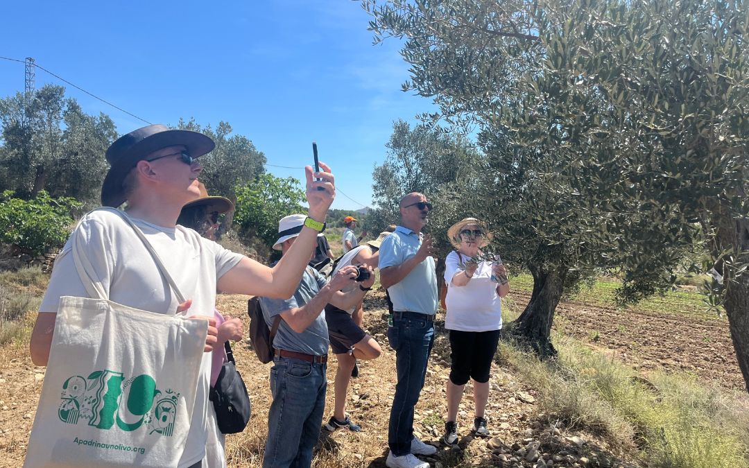 Visita a los olivos recuperados./ C.O.