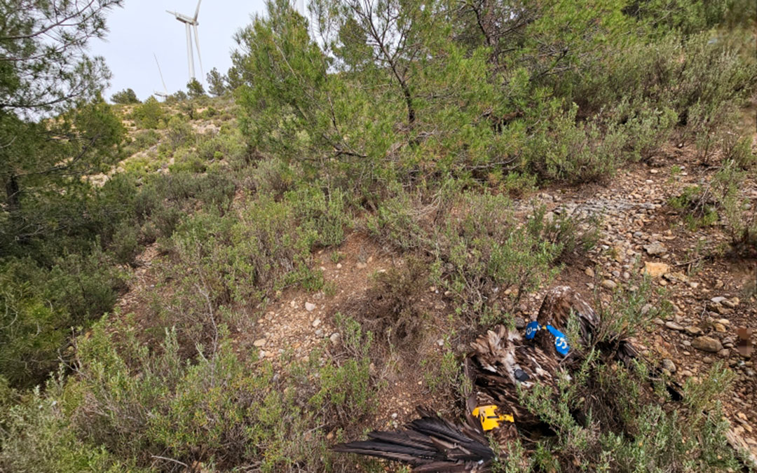 Fue hallado el sábado y el lunes se confirmó la causa de su muerte. L.C
