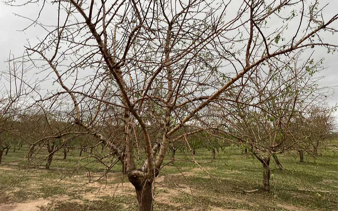 La finca del fayonense Iñaki Solé ha perdido el 100% de la cosecha tras la granizada de la madrugada del 30 de junio al 1 de julio./ I.S.
