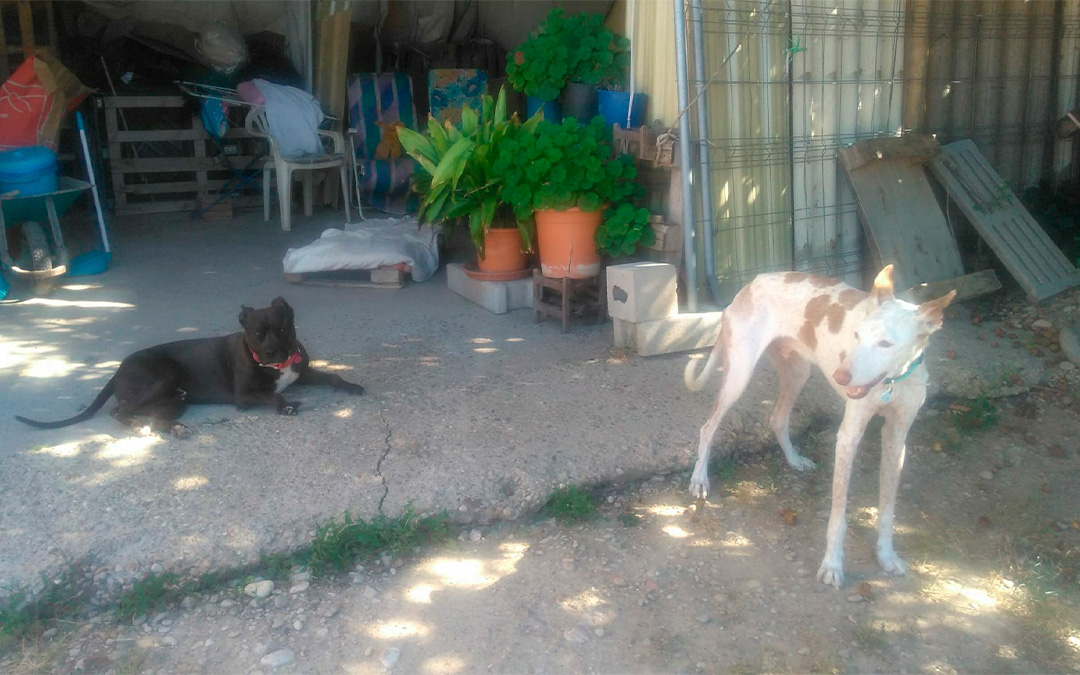 Protectora ADAMA Caspe./ S.F.