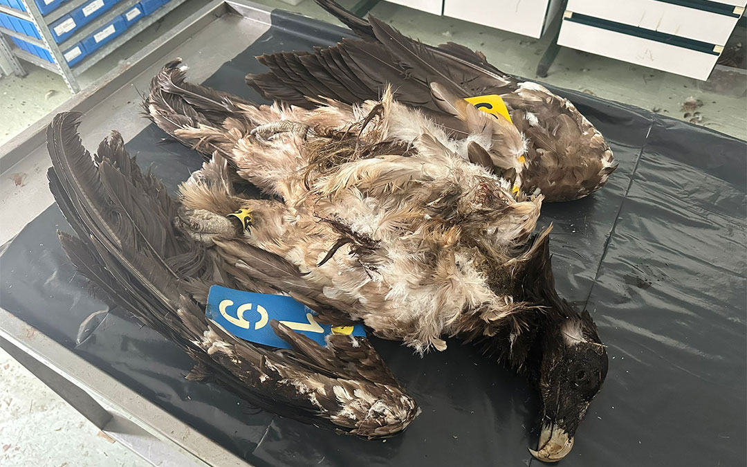 Cadáver del quebrantahuesos Masía tras impactar contra un molino en el parque de Refoyas./ FCQ