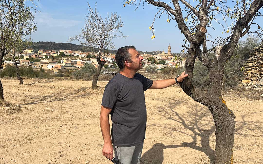 El miembro de la ejecutiva de UAGA David Andreu, el pasado jueves, observando un almendro seco en Valdealgorfa / L. Castel