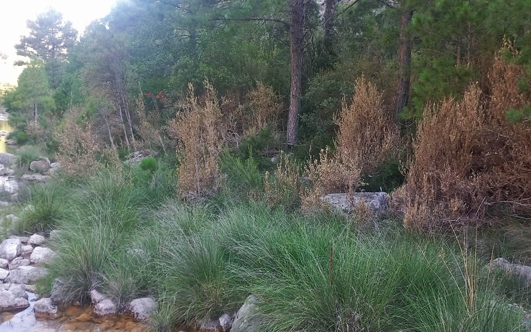 Varios ejemplares de boj defoliados y afectados por la polilla junto al río Matarraña aguas arriba de Beceite./ L.C.