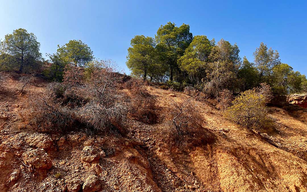 Pinos que se secaron en 2024 en Alcorisa por la intensa sequía./ La COMARCA