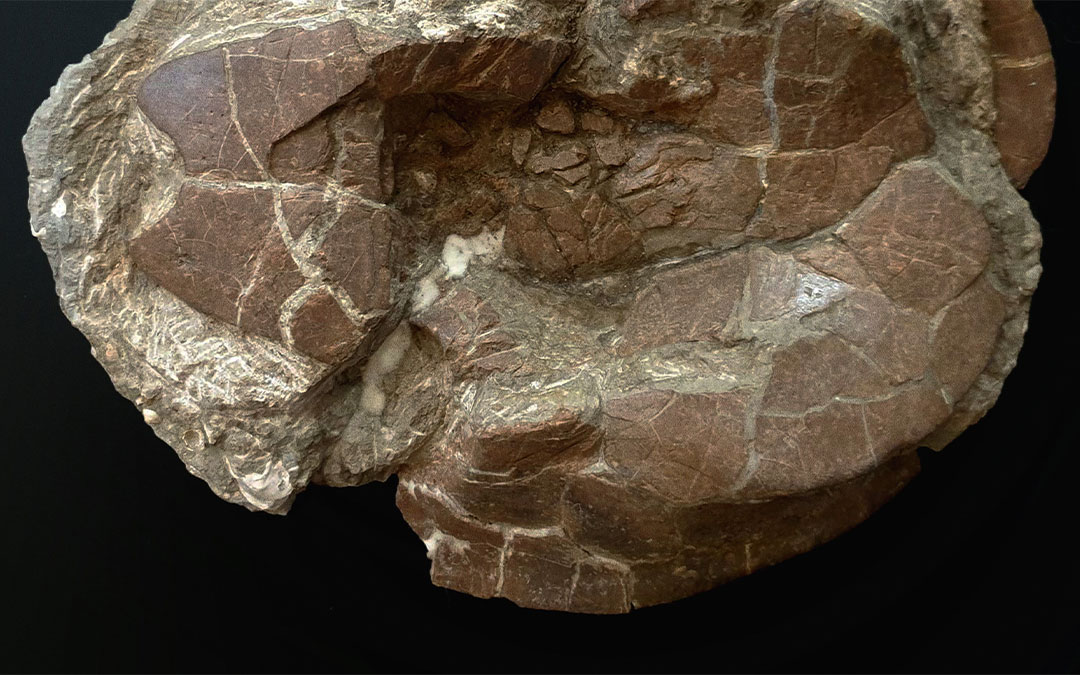 Caparazón fósil de la tortuga Algorachelus peregrina hallada en Estercuel./ Paleoymás
