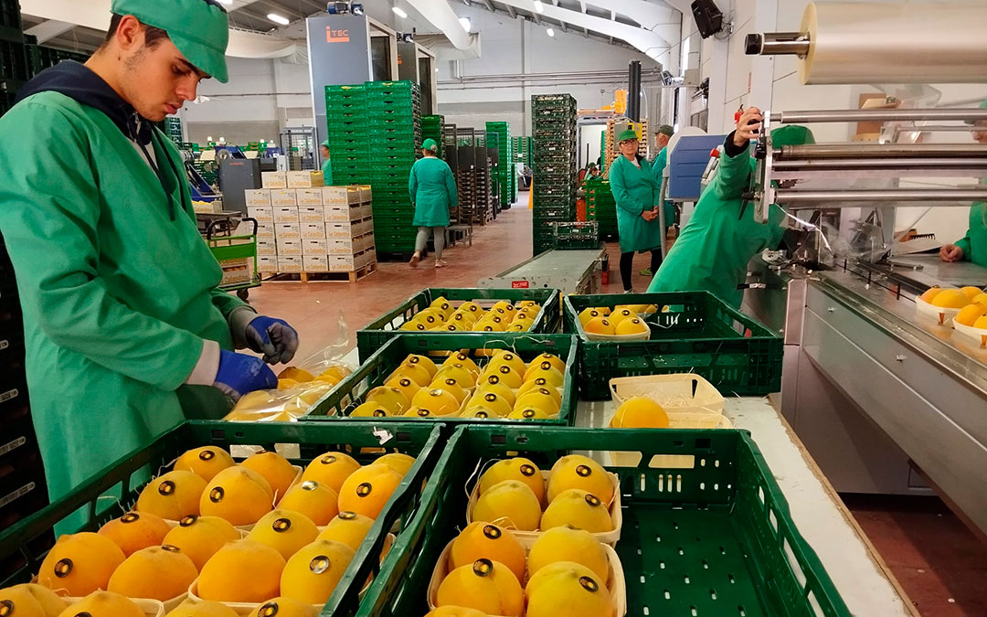 Proceso de selección de melocotón en la Cooperativa La Calandina. C.C