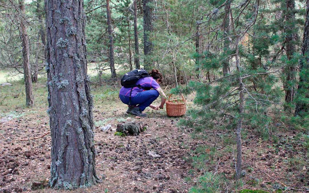 El coto micológico de la Comarca del Maestrazgo dispone de alrededor de 10.500 hectáreas y agrupa los montes y hábitats naturales de diez municipios./ Comarca del Maestrazgo