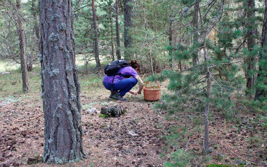 Los densos bosques y pinares del Maestrazgo albergan desde finales del mes pasado diferentes ejemplares de setas. Las lluvias previstas para estos días darán, previsiblemente, continuidad a la temporada micológica./ Comarca Maestrazgo