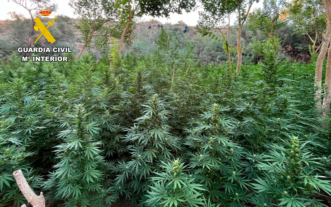 La plantación estaba en una zona difícil de detectar./ G.C.