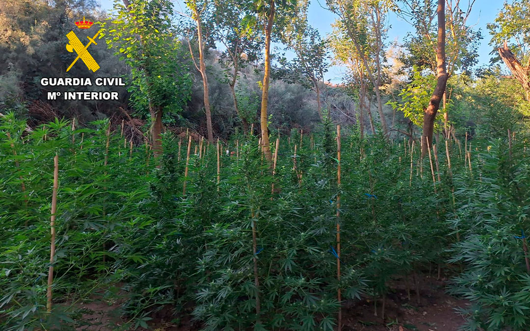 La plantación estaba en una zona difícil de detectar./ G.C.