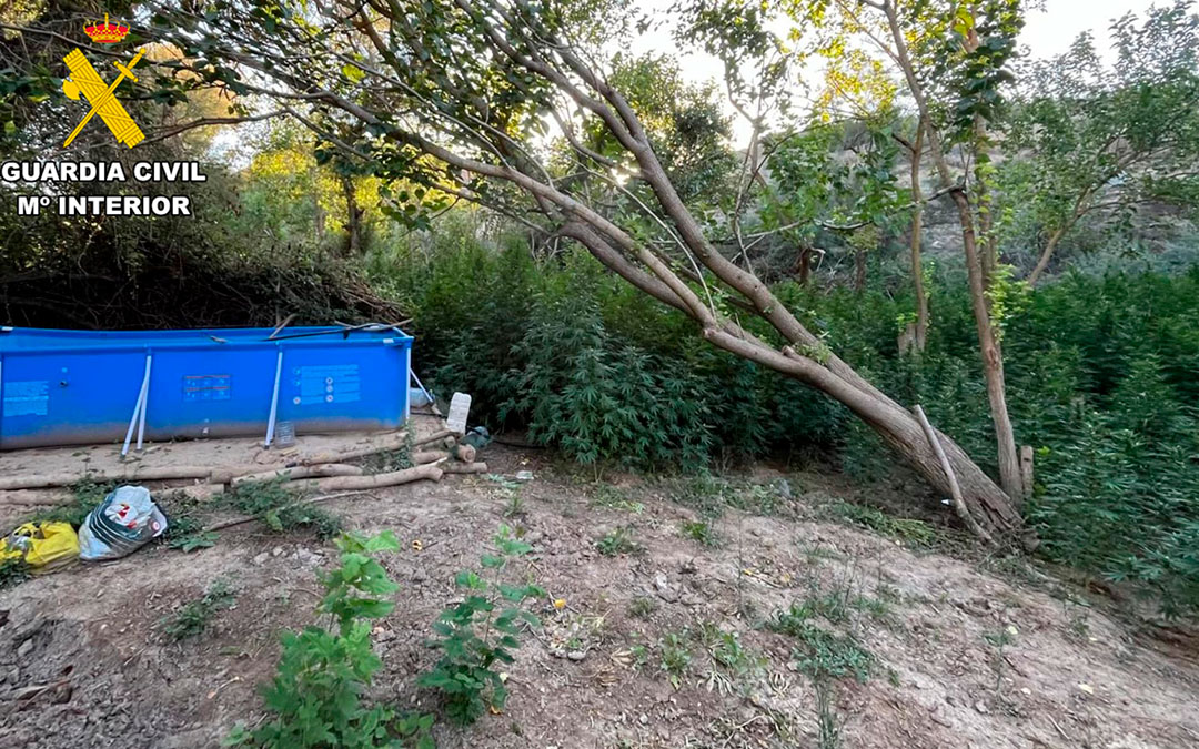 La plantación estaba en una zona difícil de detectar./ G.C.