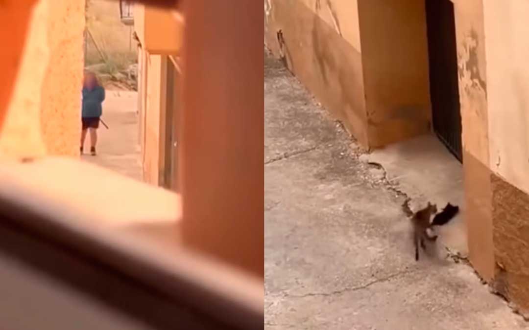 Captura del vídeo difundido por PACMA en la que se aprecia al gato y al vecino investigado./ PACMA