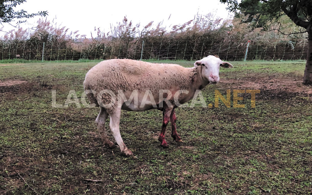 Una de las ovejas afectadas por el último ataque que tuvo lugar en la madrugada de este martes./ La COMARCA.