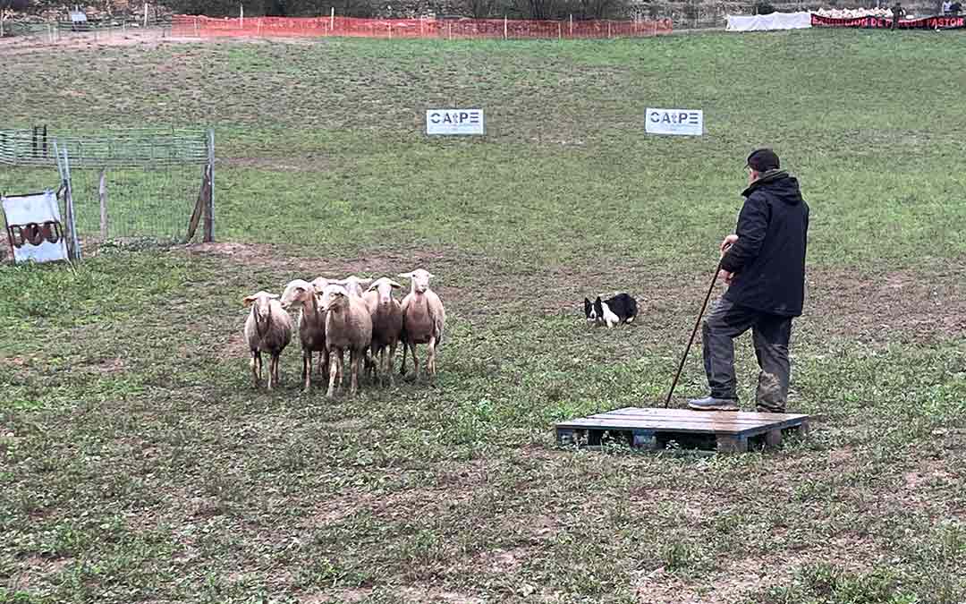 Un pastor observa atentamente a su Border collie mientras dirige al pequeño rebaño./ A.F.