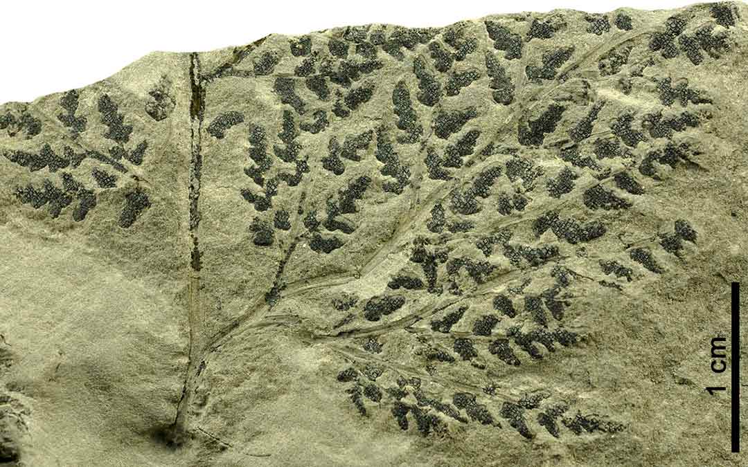 Parte de un fronde fértil -hoja con estructuras reproductoras- del helecho Ruffordia goeppertii procedente del Cretácico Inferior de Oliete (Teruel).