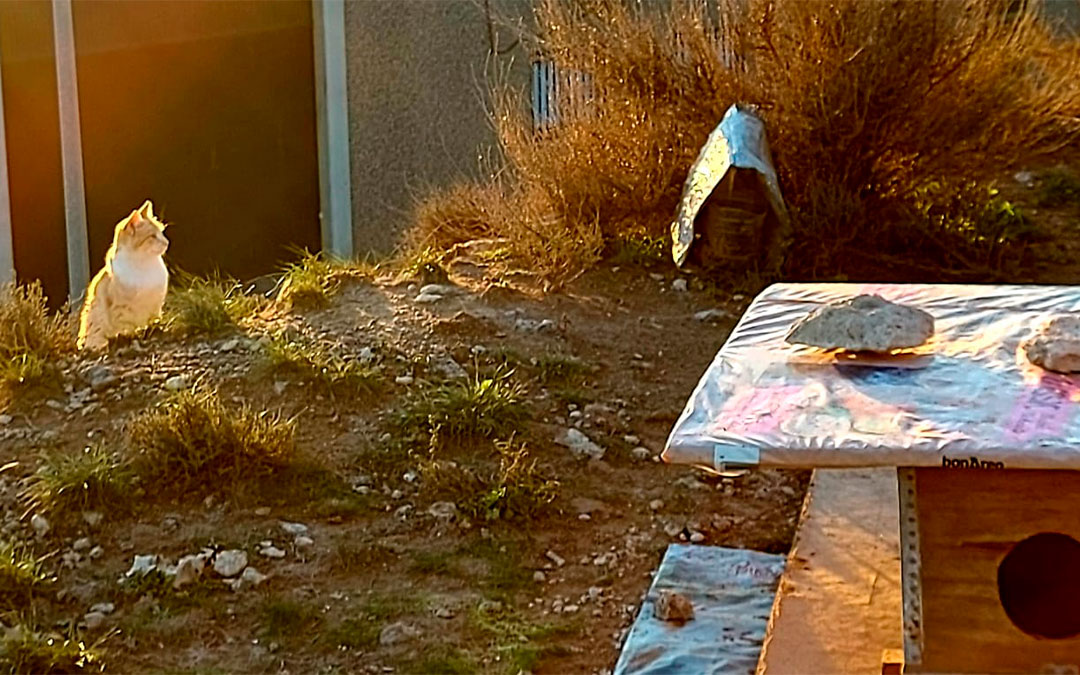Gato callejero en una de las zonas con cobijos habilitados./ C.B.
