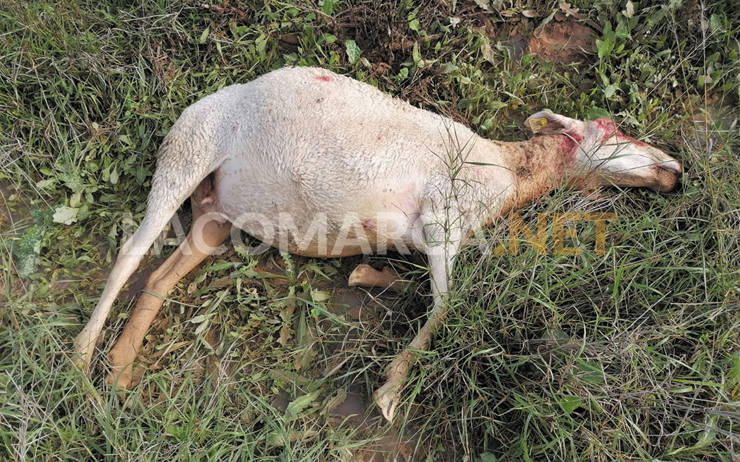 Una de las ovejas muertas en el ataque de lobo a un rebaño de Escatrón la madrugada del 4 de noviembre./ Imagen cedida
