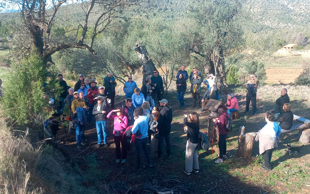 Visita al conjunto de oliveras en Mas de Conesa./ Fernando Zorrilla