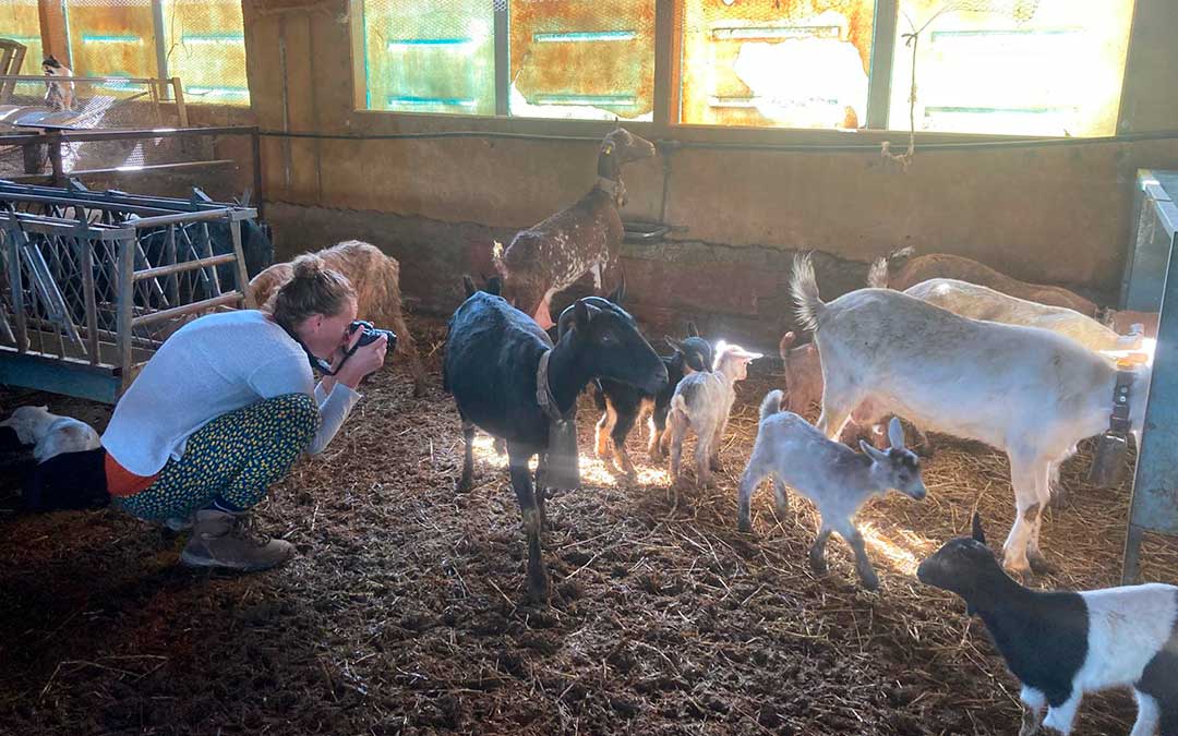 Nynke Brandsma (@nynke.brandsma) en acción fotografiando cabras en Belmonte. / Casa Filou
